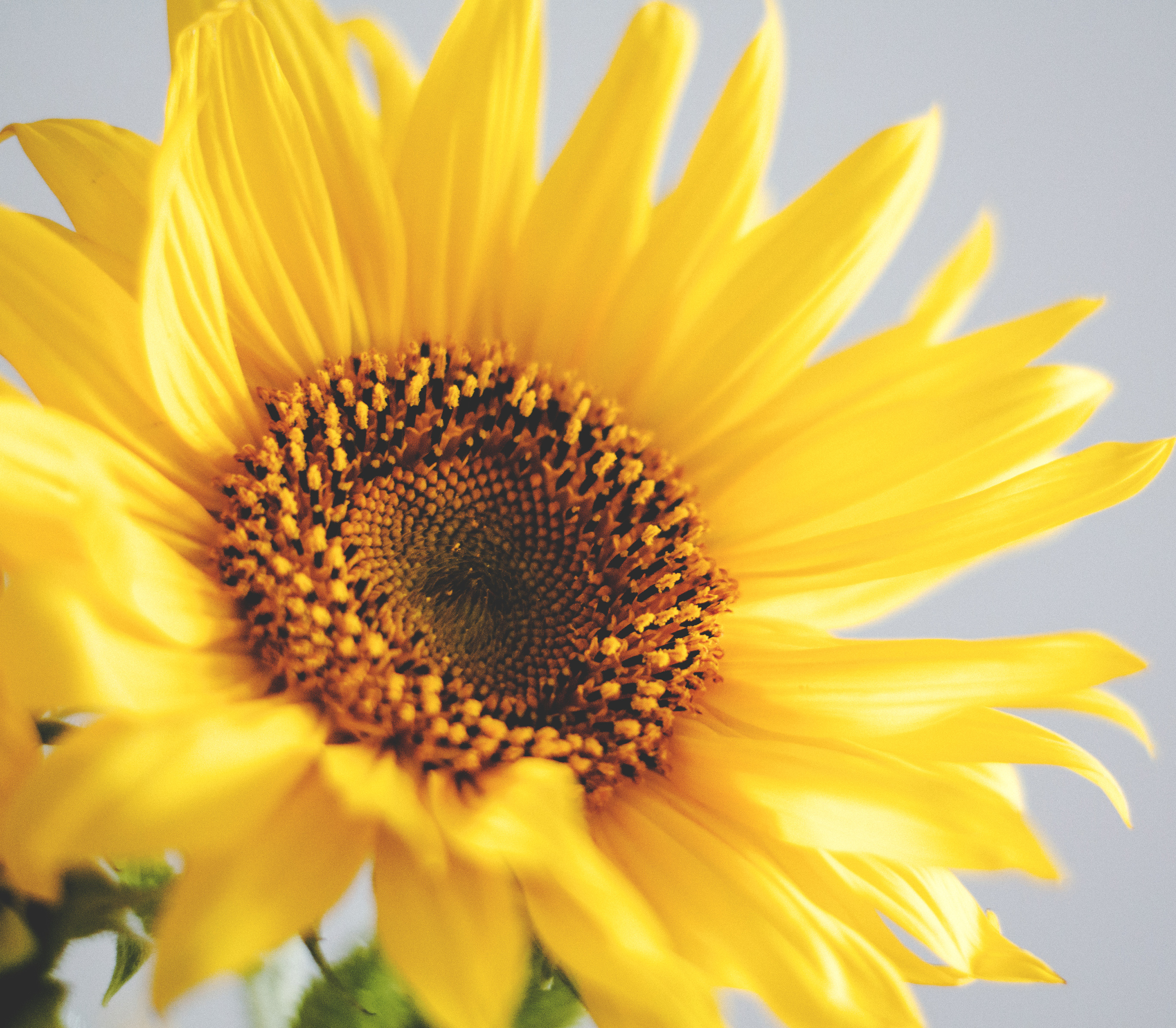 WellnessAlchemy Body Systems Healings